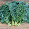 Front view of Arun kale bunch showing frilly curly green leaves and straight midribs on white background