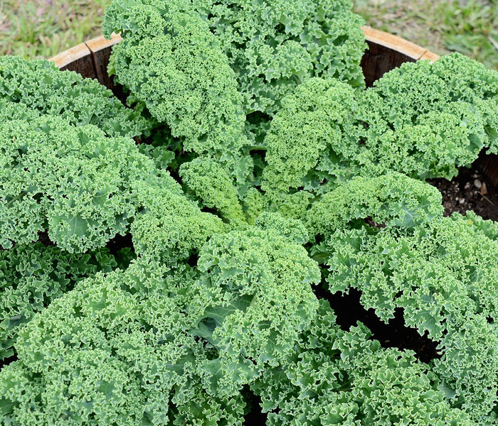 Top-down view of Prizm kale plant showcasing compact, heavily frilled curly green leaves in a wooden container