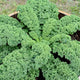 Top-down view of Prizm kale plant showcasing compact, heavily frilled curly green leaves in a wooden container