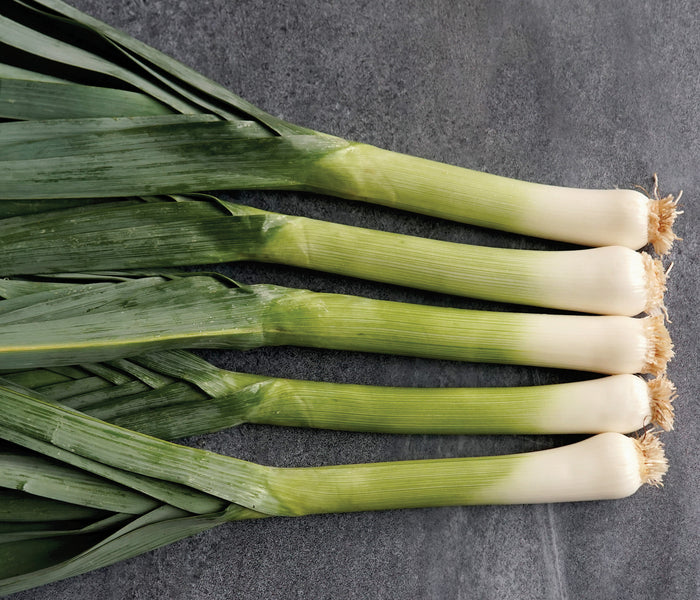 Flat lay of Comanche leek showing long, thick white shanks and dark blue-green leaves on a gray stone background