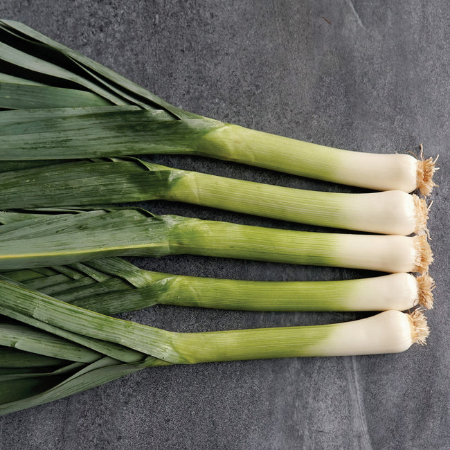 Flat lay of Comanche leek showing long, thick white shanks and dark blue-green leaves on a gray stone background