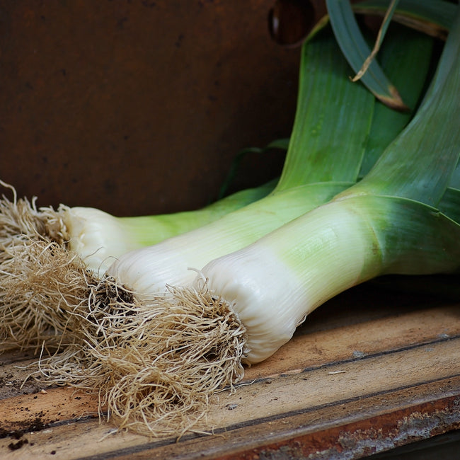 Close up of three Giant Musselburgh leeks showing thick white lower stalks and fibrous roots on a wooden surface