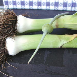 Close-up of Giant Musselburgh leek showing thick white stalks with roots attached and dark green tops on a dark background