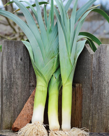 Front view of three Bandit leeks showcasing thick white shanks, dark blue-green leaves and roots against a weathered wooden fence