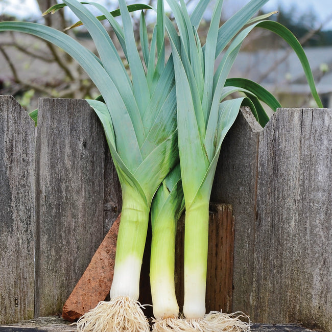 Front view of three Bandit leeks showcasing thick white shanks, dark blue-green leaves and roots against a weathered wooden fence