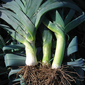 Close-up of three Bandit leeks with roots attached showing thick white shanks and dark blue-green leaves on soil background