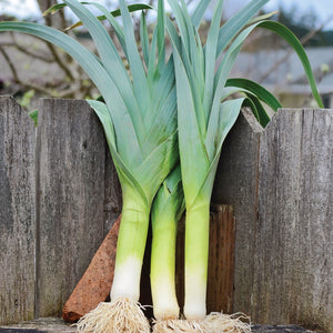 Front view of three Bandit leeks showcasing thick white shanks, dark blue-green leaves and roots against a weathered wooden fence