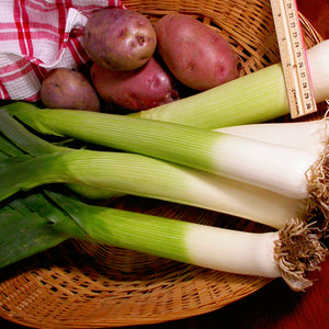 Close-up of Tadorna leek showing long porcelain-white shafts and blue-green leaves in a basket