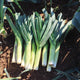 Close-up of Chinook Leek plants showcasing long, straight green leaves and white shanks against dark soil
