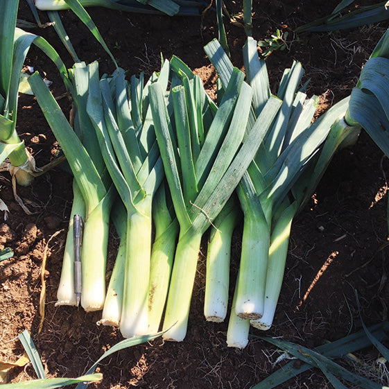 Close-up of Chinook Leek plants showcasing long, straight green leaves and white shanks against dark soil