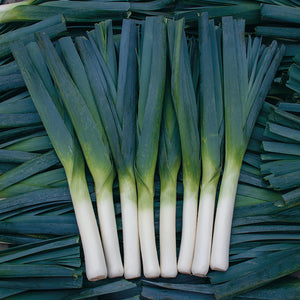 Top view of Oslo organic leeks showing broad white shanks and dark blue-green leaves on a layered leek background