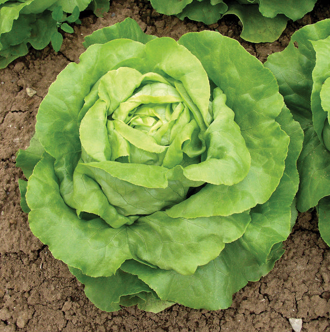Close-up of Sylvesta butterhead lettuce head showing medium green, tightly formed leaves on soil background