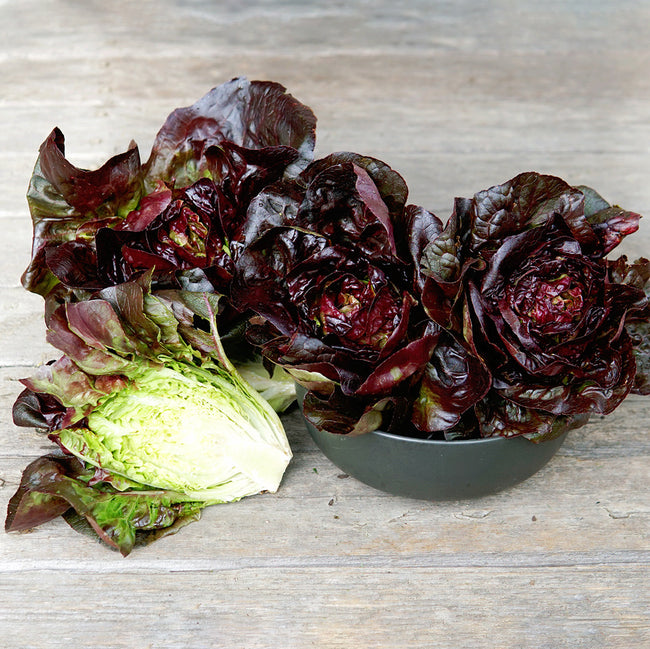ROSAINE-LETTUCE