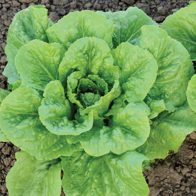 Top-down view of Eiffel Tower romaine lettuce showcasing a tall cylindrical head and apple-green, tightly folded leaves in garden soil