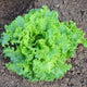 Front view of Two Star looseleaf lettuce showing frilly chartreuse leaves on soil background