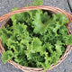 Top-down view of Two Star looseleaf lettuce in a wicker basket showing frilly chartreuse leaves on a concrete surface