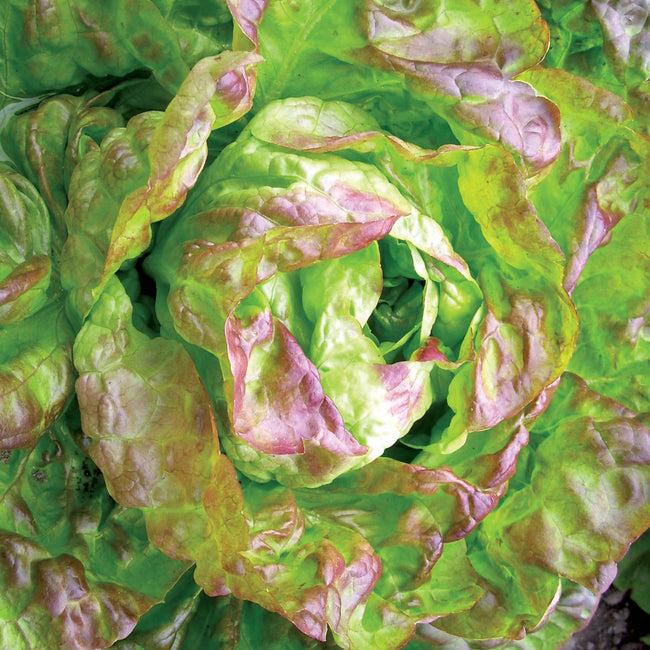 Top-down view of Winter Brown lettuce head showcasing green leaves with reddish-brown overlay on white background