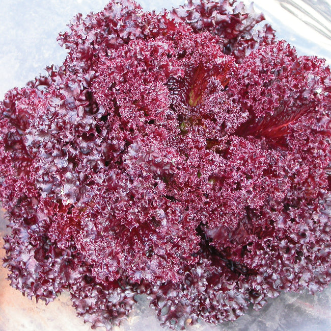 Close-up of Revolution looseleaf red lettuce showcasing frilly, deeply cut red-tinged leaves on white background