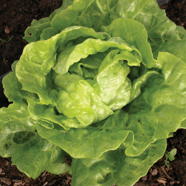 Close-up of Tom Thumb butterhead lettuce head with dark green outer leaves and creamy yellow center on soil