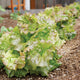 Close-up of Drunken Woman Frizzy Headed butterhead lettuce showcasing frizzy savoyed mint-green leaves tinged mahogany red in a garden bed