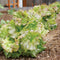 Close-up of Drunken Woman Frizzy Headed butterhead lettuce showcasing frizzy savoyed mint-green leaves tinged mahogany red in a garden bed