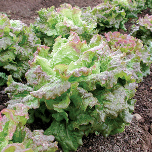 Close-up of Drunken Woman Frizzy Headed butterhead lettuce with frizzy mint-green leaves tinged mahogany on garden soil