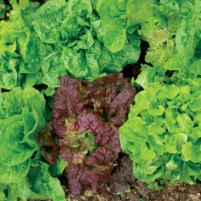 Close-up of Super Gourmet Salad Blend lettuce showing mixed frilly green and red looseleaf and crispy romaine leaves