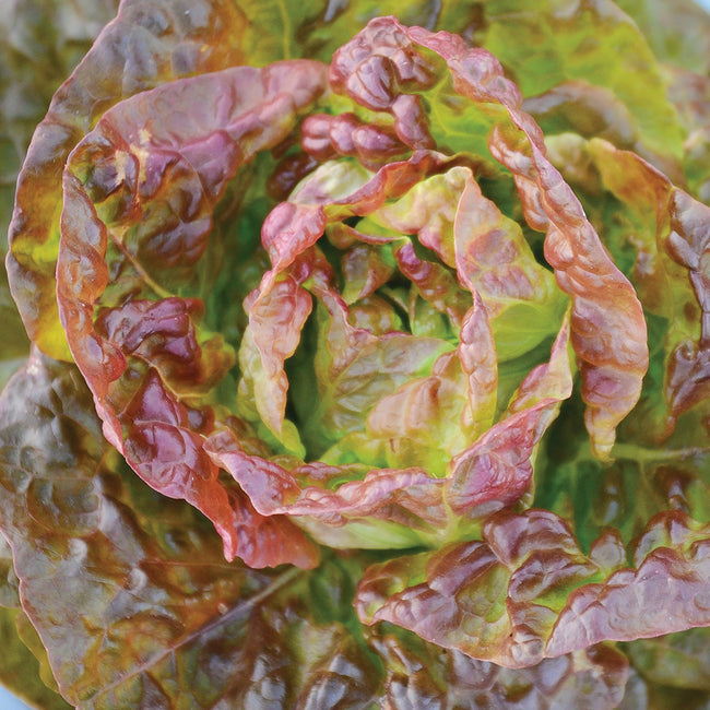 CONTINUITY-LETTUCE