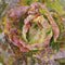 CONTINUITY-LETTUCE