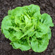 Top-down view of Buttercrunch lettuce head showcasing crisp, puckered green butterhead leaves on dark soil background