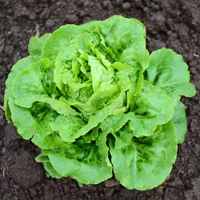 Top-down view of Buttercrunch lettuce head showcasing crisp, puckered green butterhead leaves on dark soil background