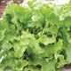 Close-up of Green Salad Bowl lettuce showing frilly lime-green looseleaf rosette on white background