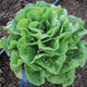 Top-down view of Winter Density romaine lettuce plant showing compact, densely packed upright green head in garden soil
