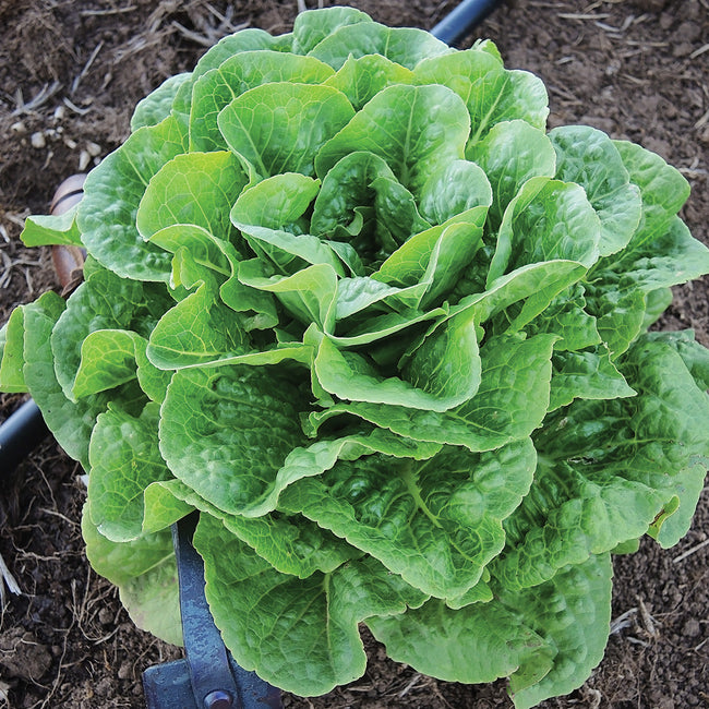Top-down view of Winter Density romaine lettuce plant showing compact, densely packed upright green head in garden soil
