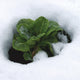 Top-down view of Winter Density romaine lettuce showcasing dark green, densely packed upright head surrounded by snow