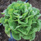 Top-down view of Winter Density romaine lettuce plant showing compact, densely packed upright green head in garden soil