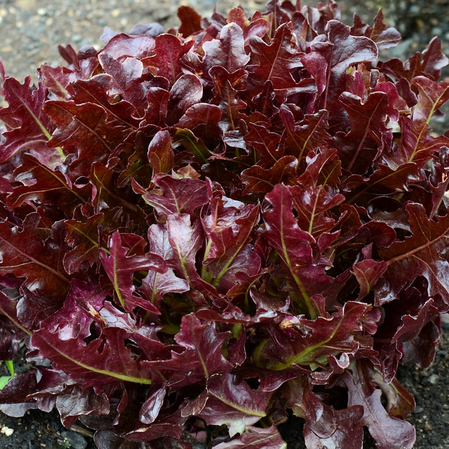 Close-up of Buckley lettuce showing deeply lobed dark red oakleaf leaves on garden soil