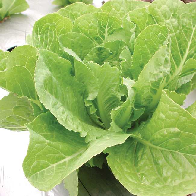 Close-up of Valmaine romaine lettuce head showing dense emerald green upright leaves on white background