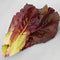 Close up of Devil's Tongue romaine lettuce leaves showing deep red outer leaves and pale green inner ribs on a light background