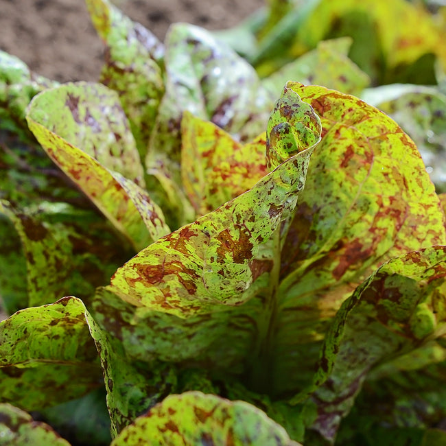 Close-up of Flashy Trout's Back romaine lettuce showing green leaves speckled with wine-red