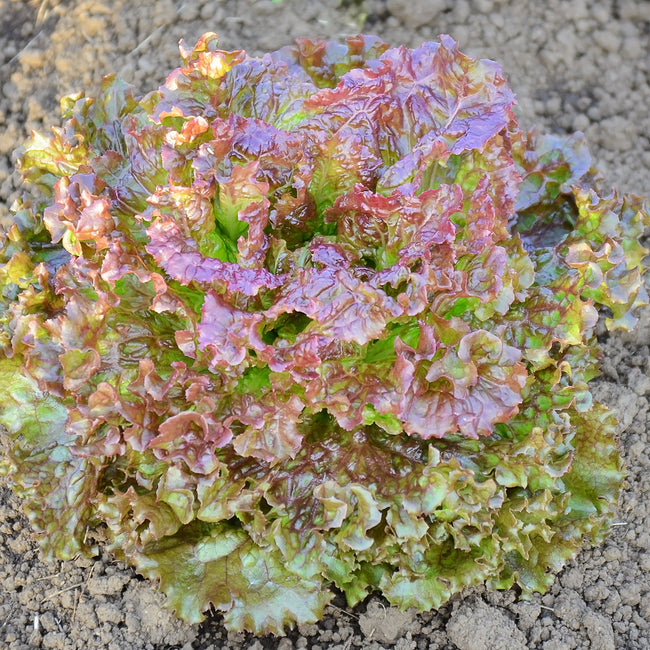 Front view of New Red Fire looseleaf lettuce head showing ruby-red frilly leaves on white background