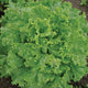 Top view of Bergam's Green looseleaf lettuce showcasing tightly frilled dark green leaves on white background