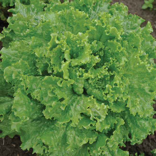 Top view of Bergam's Green looseleaf lettuce showcasing tightly frilled dark green leaves on white background