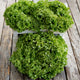 Top view of Bergam's Green looseleaf lettuce heads showcasing tightly frilled dark green leaves on a weathered wood background