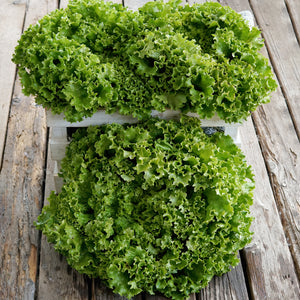 Top view of Bergam's Green looseleaf lettuce heads showcasing tightly frilled dark green leaves on a weathered wood background