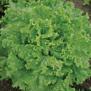 Top view of Bergam's Green looseleaf lettuce showcasing tightly frilled dark green leaves on white background