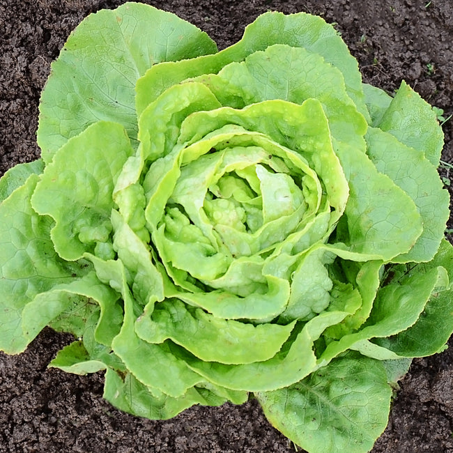 Top view of Optima butterhead lettuce showcasing a compact bright-green rosette of ruffled leaves with dark soil background