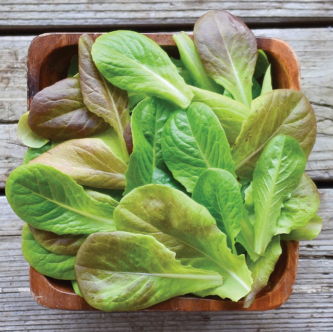 Top-down view of Yukon Winter mix lettuce showing mixed green and red leaves in a wooden bowl on weathered wood