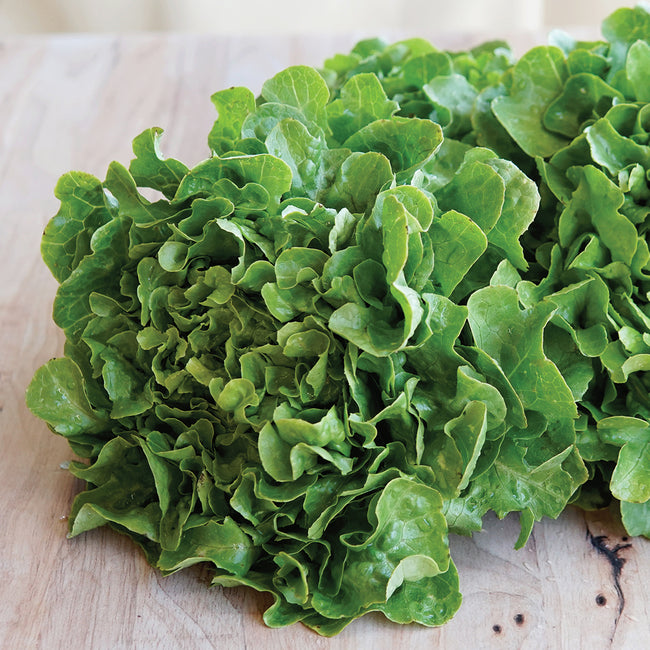 Close-up of Bauer looseleaf lettuce showing thick, oakleaf-shaped green leaves on a light wooden surface