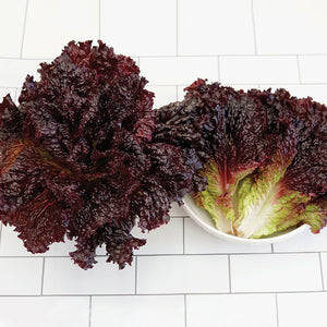 Front view of Black Hawk loose-leaf lettuce showcasing dark glossy purple-red leaves on white tile background